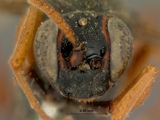 Afromelanichneumon_ruficaudis_HOLOTYPE
