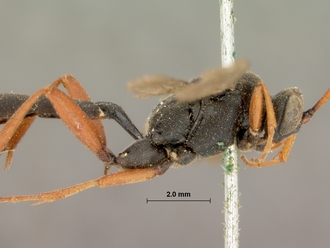 Afromelanichneumon_ruficaudis_HOLOTYPE