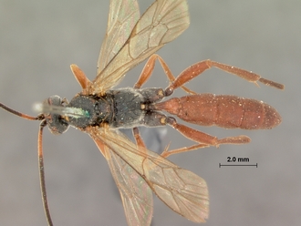 Afromelanichneumon_nigripalpis_HOLOTYPE