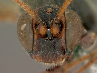 Afromelanichneumon_nigripalpis_HOLOTYPE