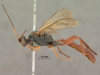 Afromelanichneumon_nigripalpis_HOLOTYPE