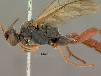 Afromelanichneumon_nigripalpis_HOLOTYPE