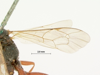 Afromelanichneumon_nigripalpis_HOLOTYPE