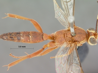 Afromevesia_quadrata_HOLOTYPE