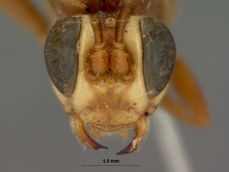 Afromevesia_quadrata_HOLOTYPE
