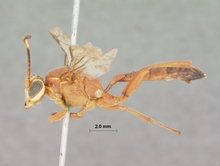 Afromevesia_quadrata_HOLOTYPE