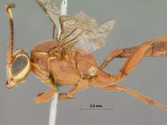 Afromevesia_quadrata_HOLOTYPE
