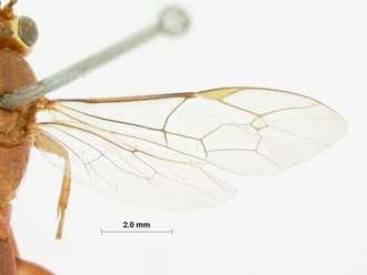 Afromevesia_quadrata_HOLOTYPE