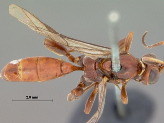 Afromevesia_fimbriator_HOLOTYPE