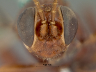 Afromevesia_fimbriator_HOLOTYPE