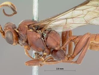 Afromevesia_fimbriator_HOLOTYPE