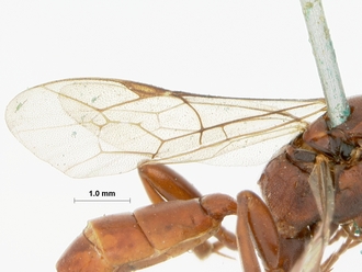 Afromevesia_fimbriator_HOLOTYPE