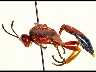 Afrotrogus madagascariensis 306a
