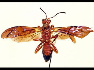 Afrotrogus madagascariensis 306b