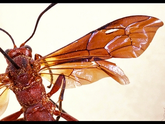 Afrotrogus madagascariensis 306c