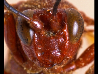 Afrotrogus madagascariensis 306d