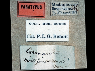 Afrotrogus madagascariensis 306e