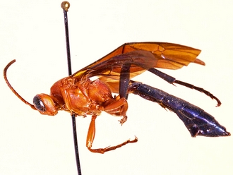 Afrotrogus nigripedalis 307a