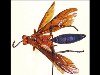 Afrotrogus nigripedalis 307b