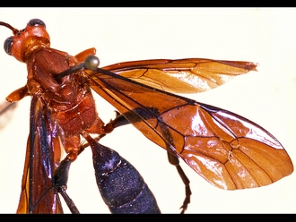 Afrotrogus nigripedalis 307c