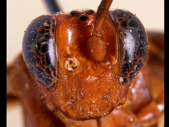 Afrotrogus nigripedalis 307d