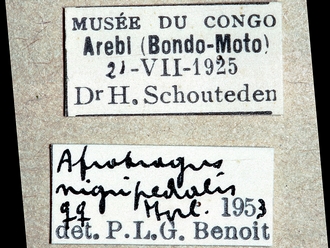 Afrotrogus nigripedalis 307e