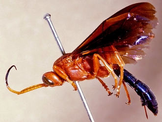 Afrotrogus rufipedalis 220a