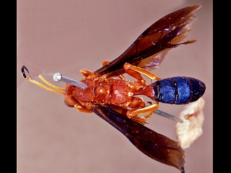 Afrotrogus rufipedalis 220b
