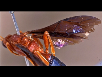 Afrotrogus rufipedalis 220c