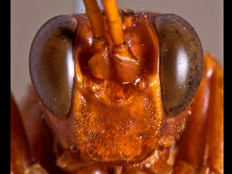 Afrotrogus rufipedalis 220d