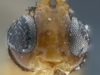 Arearis paradoxa face