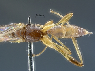 Arearia paradoxa habitus dorsal