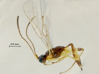 Arearia paradoxa habitus profile