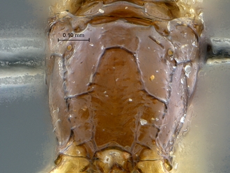 Arearia paradoxa propodeum