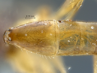 Arearia paradoxa tergite2