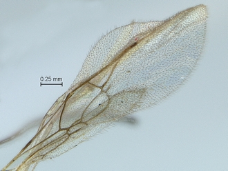 Arearia paradoxa wings