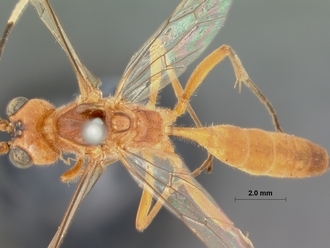 Ceratojoppa_cornuta_HOLOTYPE