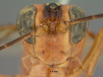 Ceratojoppa_cornuta_HOLOTYPE