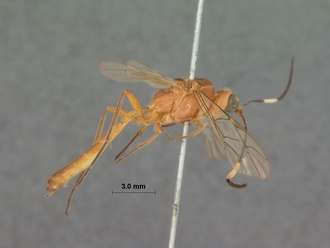 Ceratojoppa_cornuta_HOLOTYPE