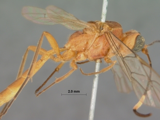 Ceratojoppa_cornuta_HOLOTYPE