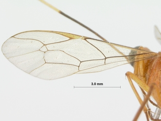Ceratojoppa_cornuta_HOLOTYPE