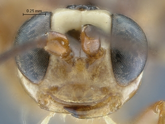Chauvinia nitida face
