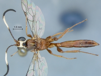 Chauvinia nitida habitus dorsal