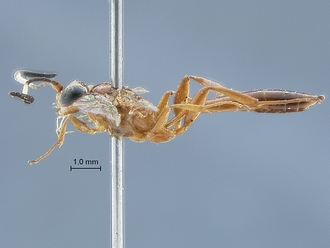 Chauvinia nitida habitus profile