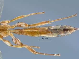 Chauvinia nitida metasoma ventral