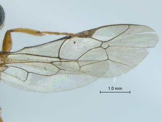 Chauvinia nitida wings