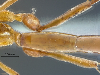 Chauvinia pelecinoides T2