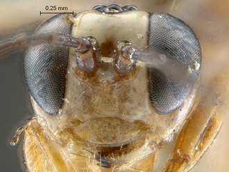 Chauvinia pelecinoides face