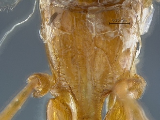 Chauvinia pelecinoides habitus propodeum