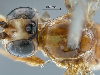 Chauvinia pelecinoides head mesoscutum